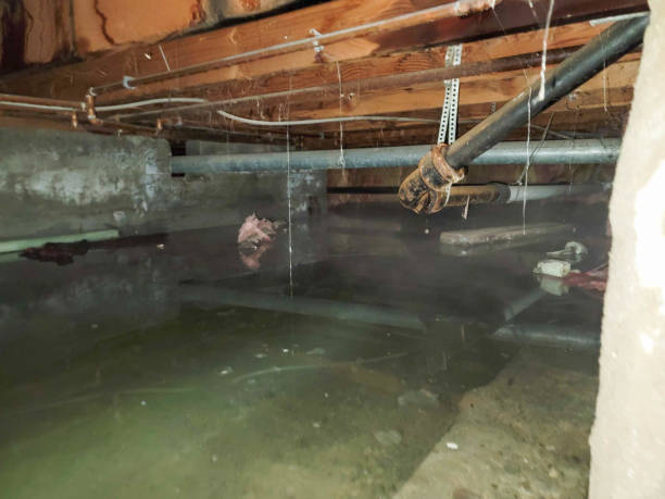 Best Mold removal after water damage  in Sweetwater, TN